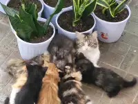 Очаровательные котята - в добрые руки, фотография 5