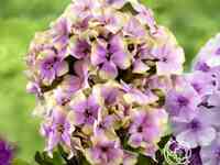 Флокс метельчатый Щербет Коктейл