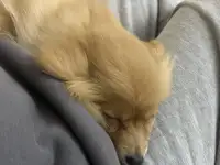 Немецкий шпиц, фотография 3