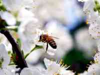 Пчёлы и сельхоз животные
