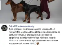 Доберман для фотосессий, реклам, фотография 2