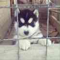Продам щенки Сибирской Хаски, фотография 2