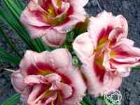 Лилейник джаст май сайз