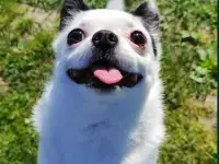 Перпдержка животных, фотография 5