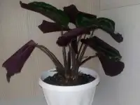 Комнатные растения, фотография 8