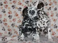 Далматин Далматинец щенки далматинов Далматины Алматы, фотография 10