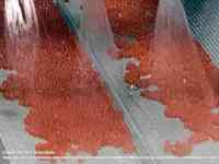 Изготовим оборудование для производства имитированной икры, фотография 3