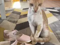 ПРОПАЛ КОТ породы СФИНКС велюровый рыжий, фотография 3