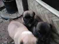 Продам щенков алабая, фотография 2