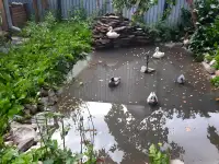 Продам дачу на жд дачах. Улица приречная 156.Площадь участка 7.5 соток, фотография 2