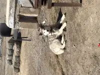 Пропала собака, фотография 2