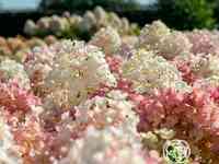 Гортензия литтл блоссом