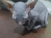 Продам котенка Канадский Сфинкс, фотография 2