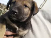 Щенки бельгийской овчарки, фотография 3