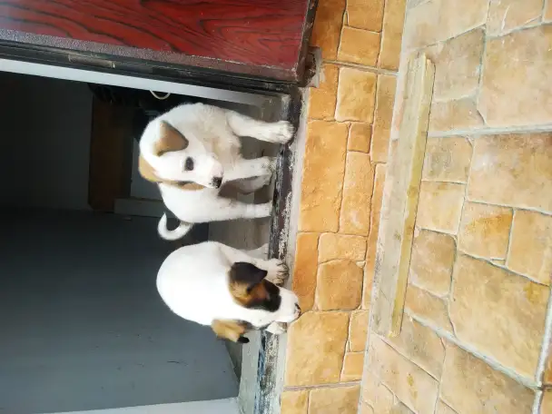 Продам тем кто любит собак. Щенки от сучки балонки 1,5 месяца, фотография 3