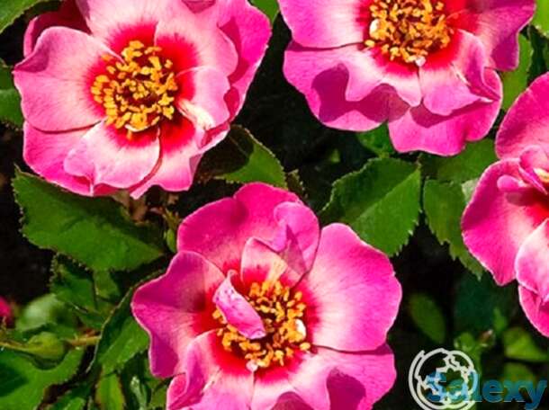 Роза куин бэбилон айз, интерплант, фотография 1