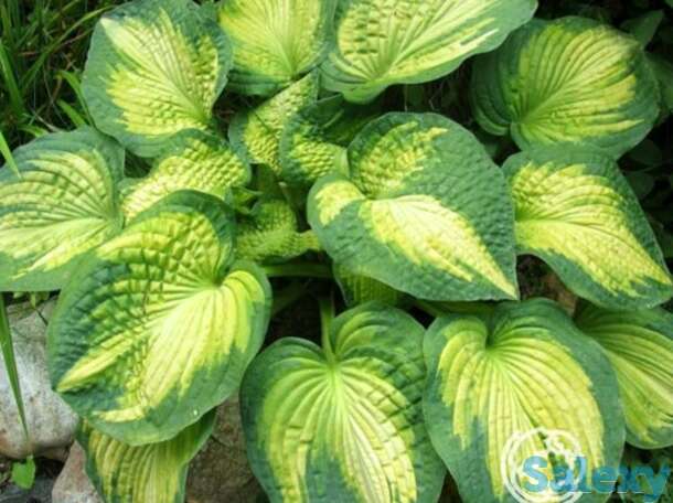 Хоста аллигатор алле (м), фотография 1