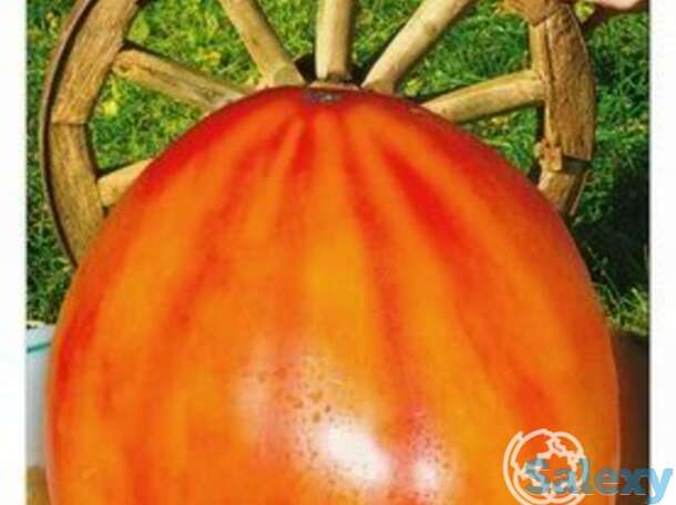 Семена Томат Золотое колесо 20шт, фотография 1