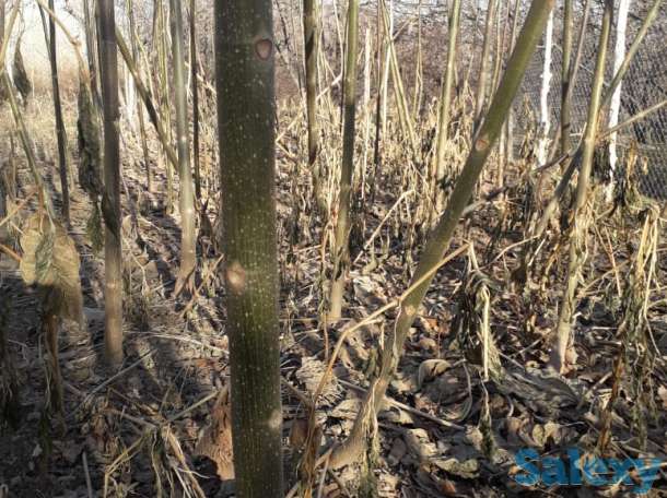 Саженцы павловнии, фотография 1