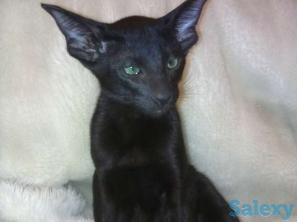 Ориентальные котята, фотография 1