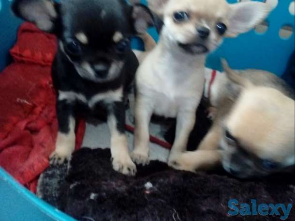 Щенки чихуахуа,девочки., фотография 3