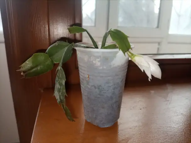 Продаю укорененные декабристыбелыежелтые, фотография 1