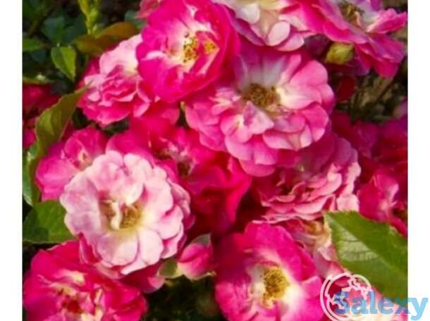 Роза Деганхарт миниатюрная, фотография 1