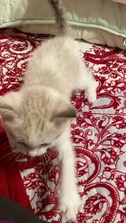 Отдам котят в хорошие руки, фотография 5