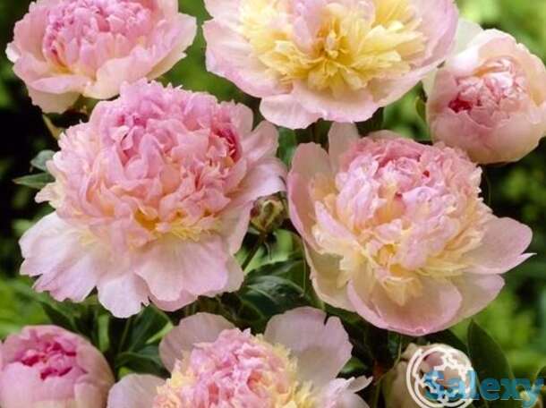 Пион расбери сандей, фотография 1