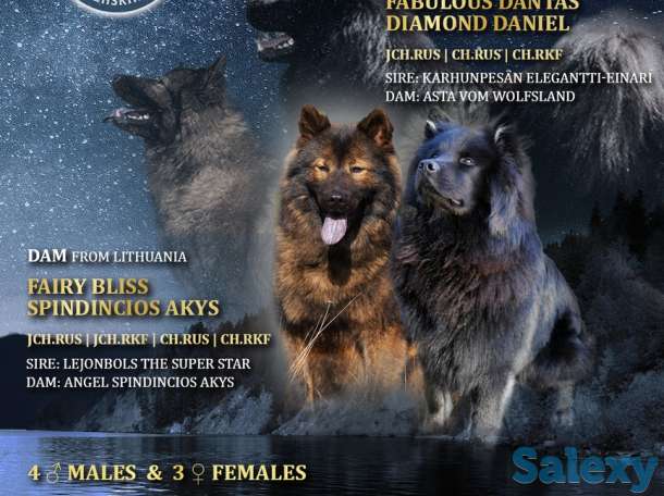 Щенки евразиера, фотография 1