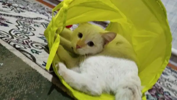 Пропал кот. Мкр. Тассай, г. Шымкент, фотография 3