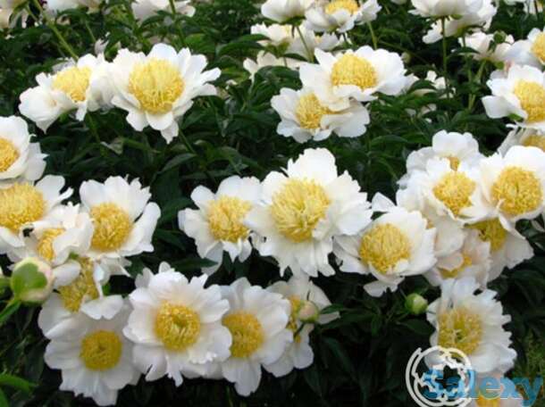 Пион мун оф ниппон, фотография 1