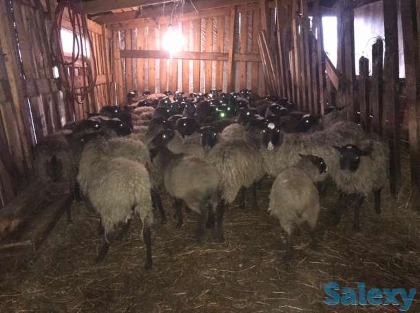Продам овец романовских, фотография 2