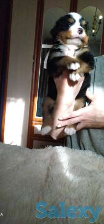 Продаются щенки Бернский зенненхунд, фотография 6