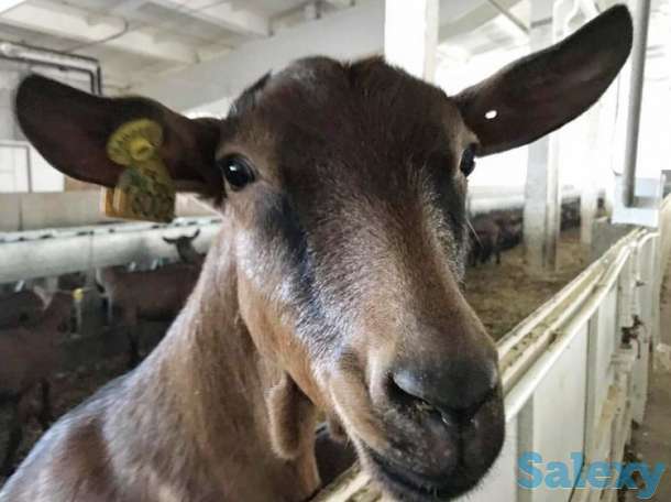 Племенные козы Альпийской породы (скот из Европы класса Элита и Элита Рекорд), фотография 1