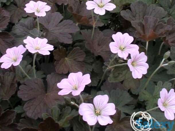 Герань садовая даски круг, фотография 1