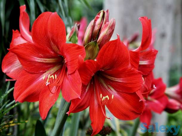 продам комнатные цветы, фотография 1