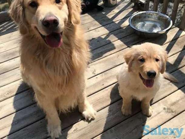 Золотистый ретривер, фотография 1