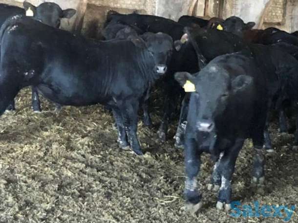 Продам телят бычков коров Ангус сементал герефорд мал, фотография 4