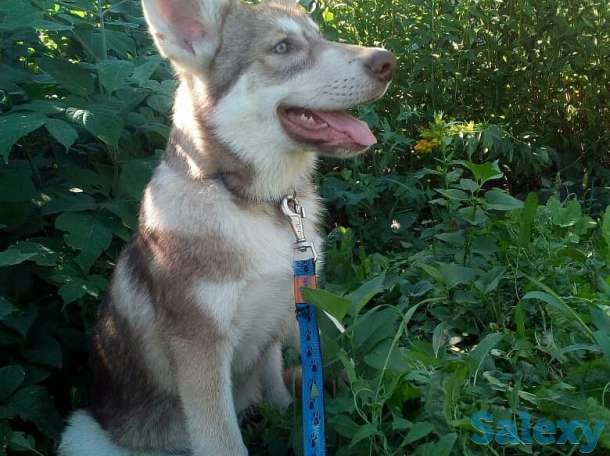 Щенки собаки Сарлоса (Saarloos Wolfdogs), фотография 8
