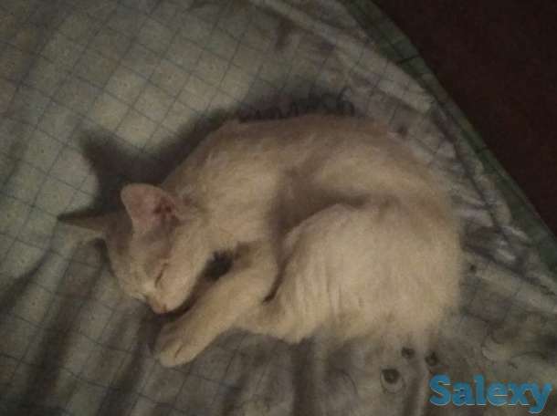 Отдам котёнка, фотография 3