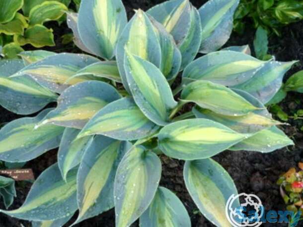 Хоста гранд маркью (m), фотография 1