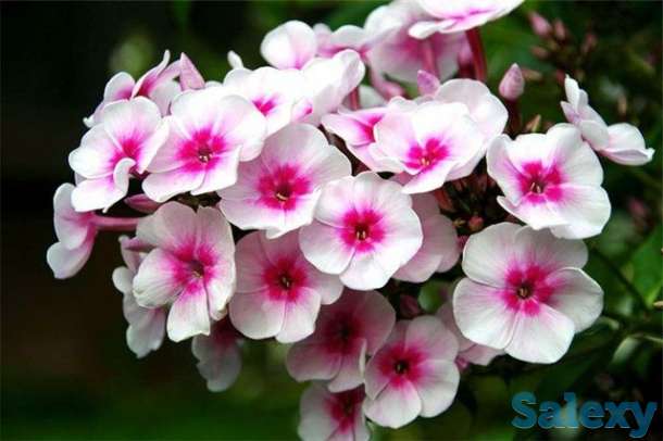 Продаюм декоративные растения для сада, фотография 3