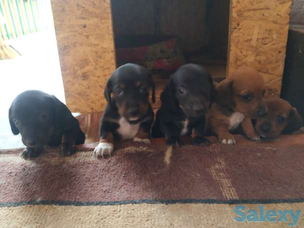 Продаются щенки стандартной гладкошерстной таксы, фотография 1