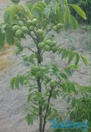 Саженец грецкого ореха 