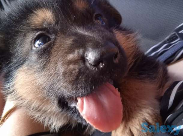 Щенки немецкой овчарки, фотография 2