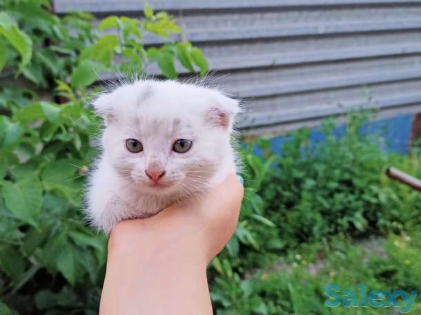 котенок вислоухий, фотография 3