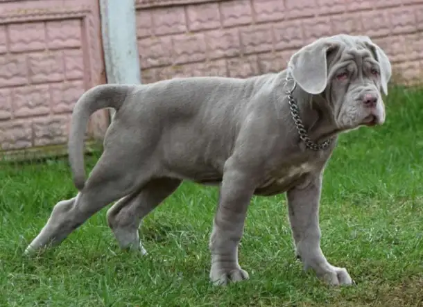 Щенок мастино наполетано, фотография 1