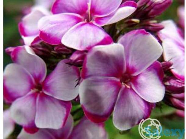 Флокс метельчатый Неон Флае, фотография 1