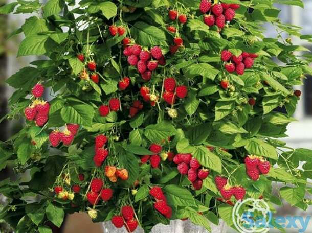 Малина карликовая руби бьюти, фотография 1